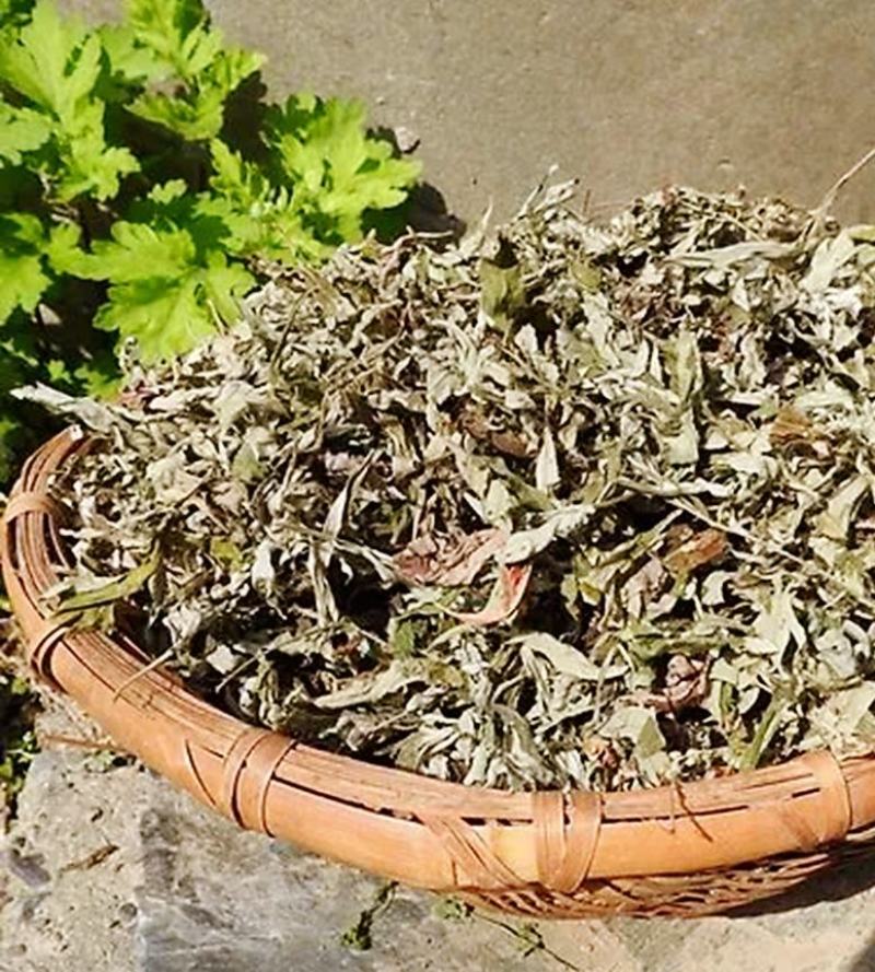 艾草种苗量大从优艾草盆栽现采现发小叶艾蕲艾大叶艾