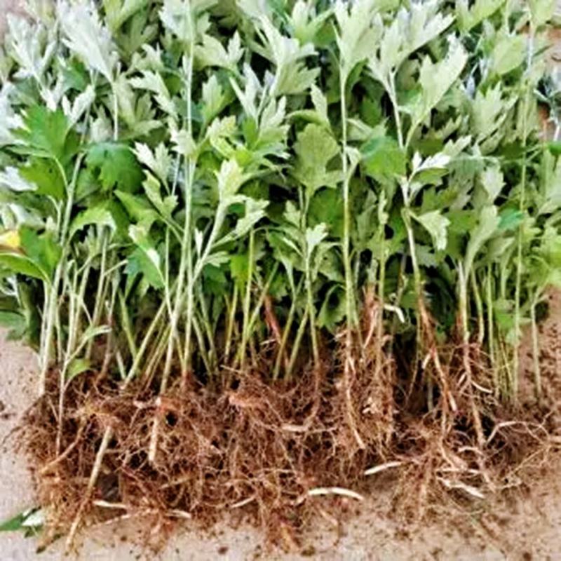 艾草种苗量大从优艾草盆栽现采现发小叶艾蕲艾大叶艾