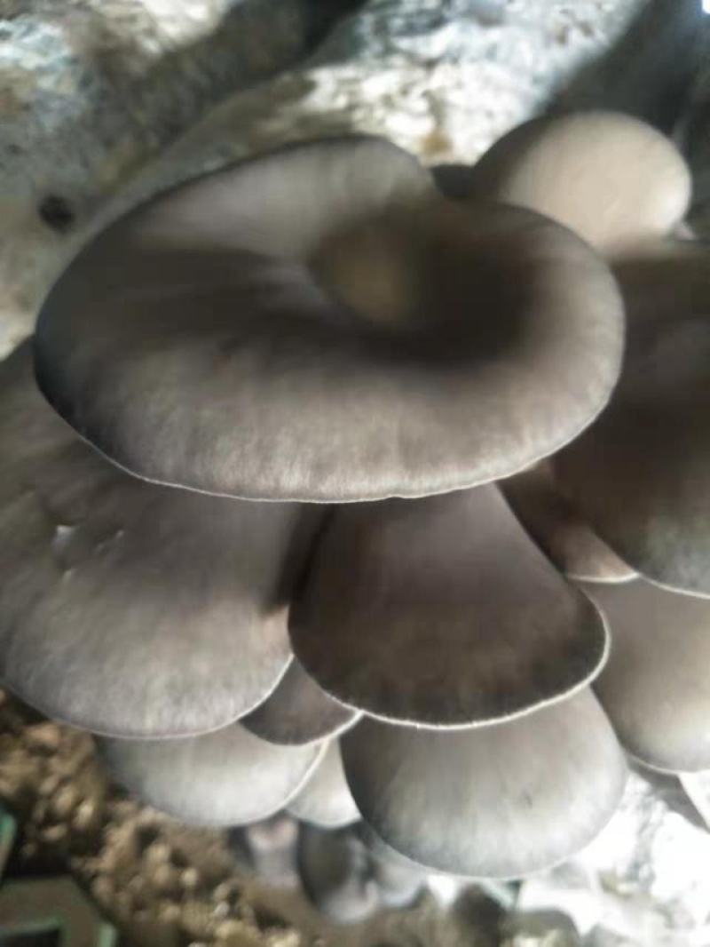 蘑菇