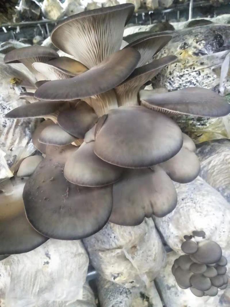 蘑菇