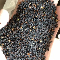 瞿麦种子瞿麦籽包芽率包邮，支持大货批发零售，线上交易