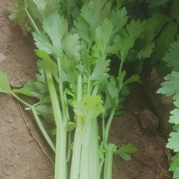 精品西芹