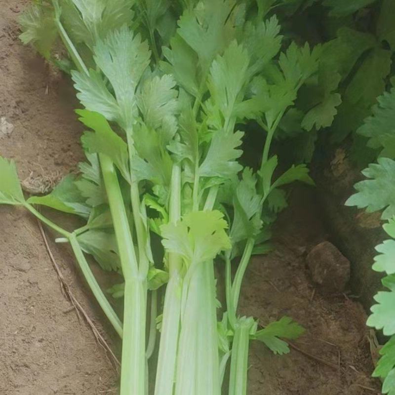 精品西芹