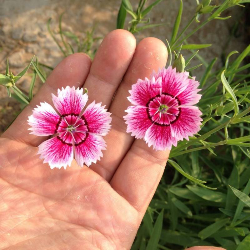 瞿麦种子瞿麦籽包芽率包邮，支持大货批发零售，线上交易