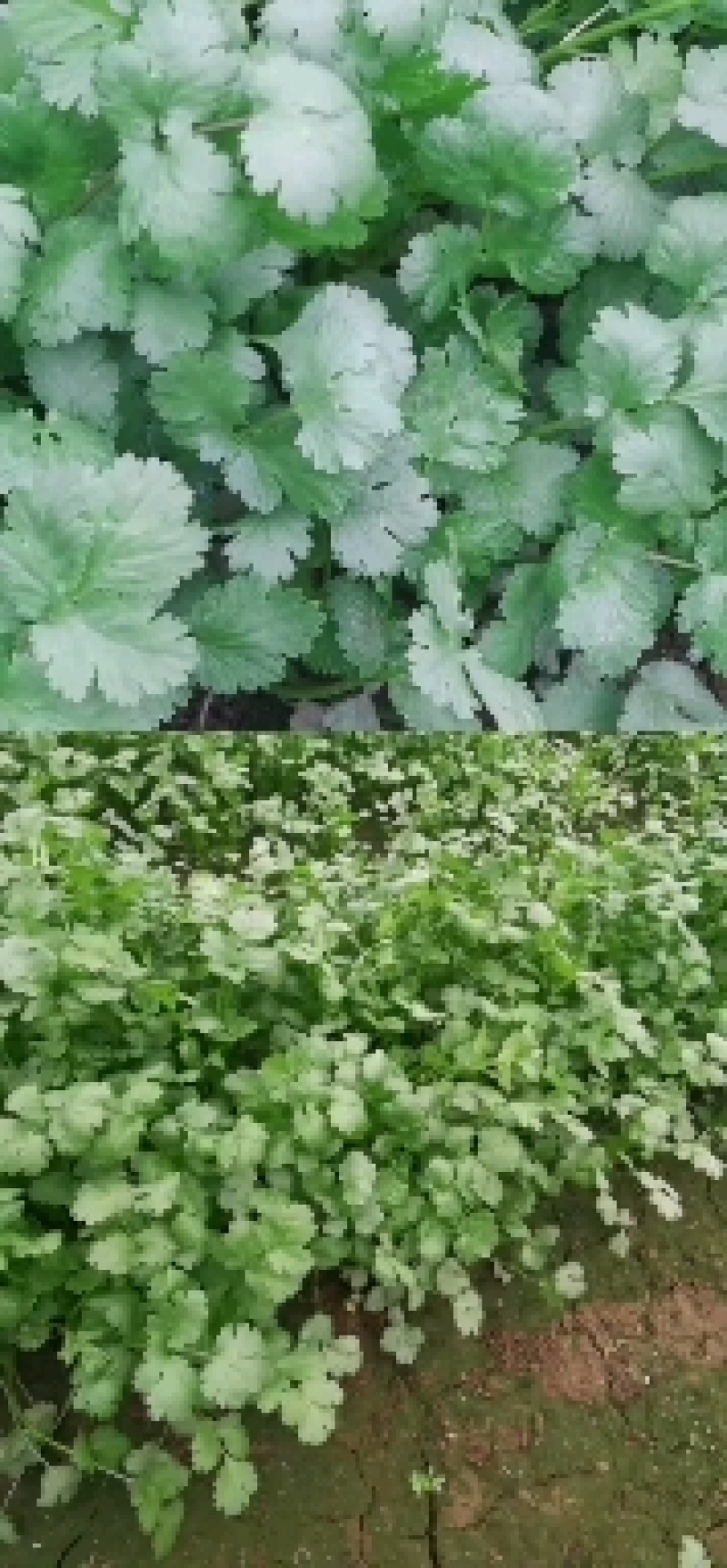 精品香菜