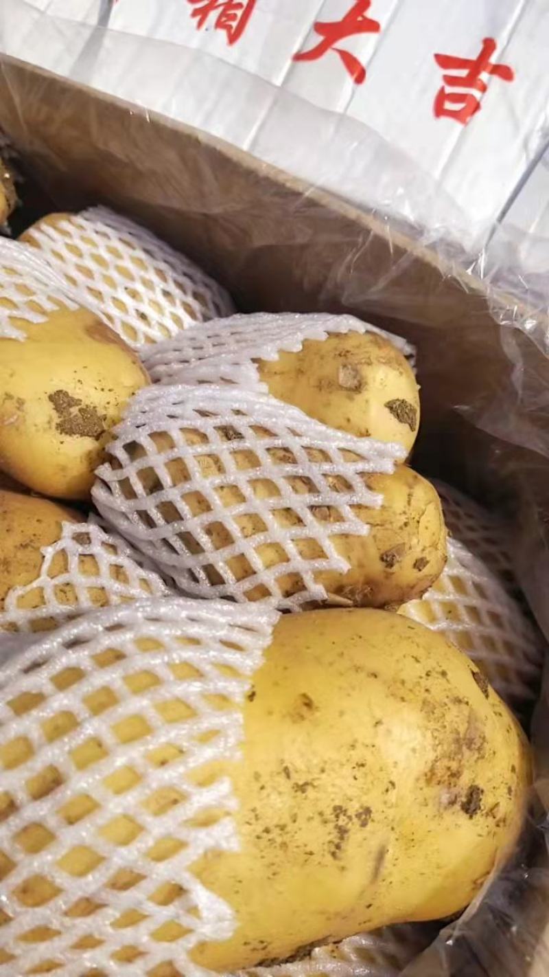 山东精品土豆荷兰十五土豆，产地直发，物美价廉，全国发货