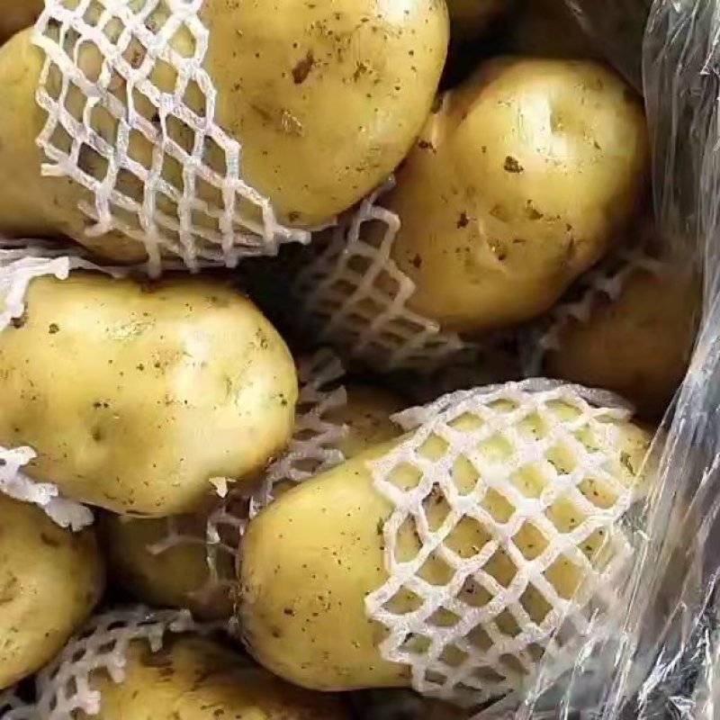 山东精品土豆荷兰十五土豆，产地直发，物美价廉，全国发货