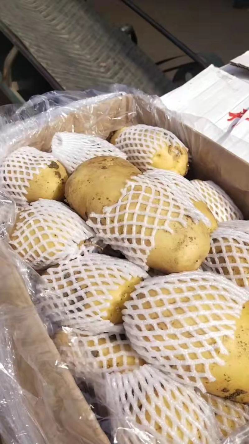 山东精品土豆荷兰十五土豆，产地直发，物美价廉，全国发货