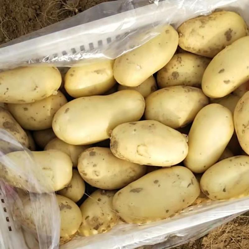 山东精品土豆荷兰十五土豆，产地直发，物美价廉，全国发货