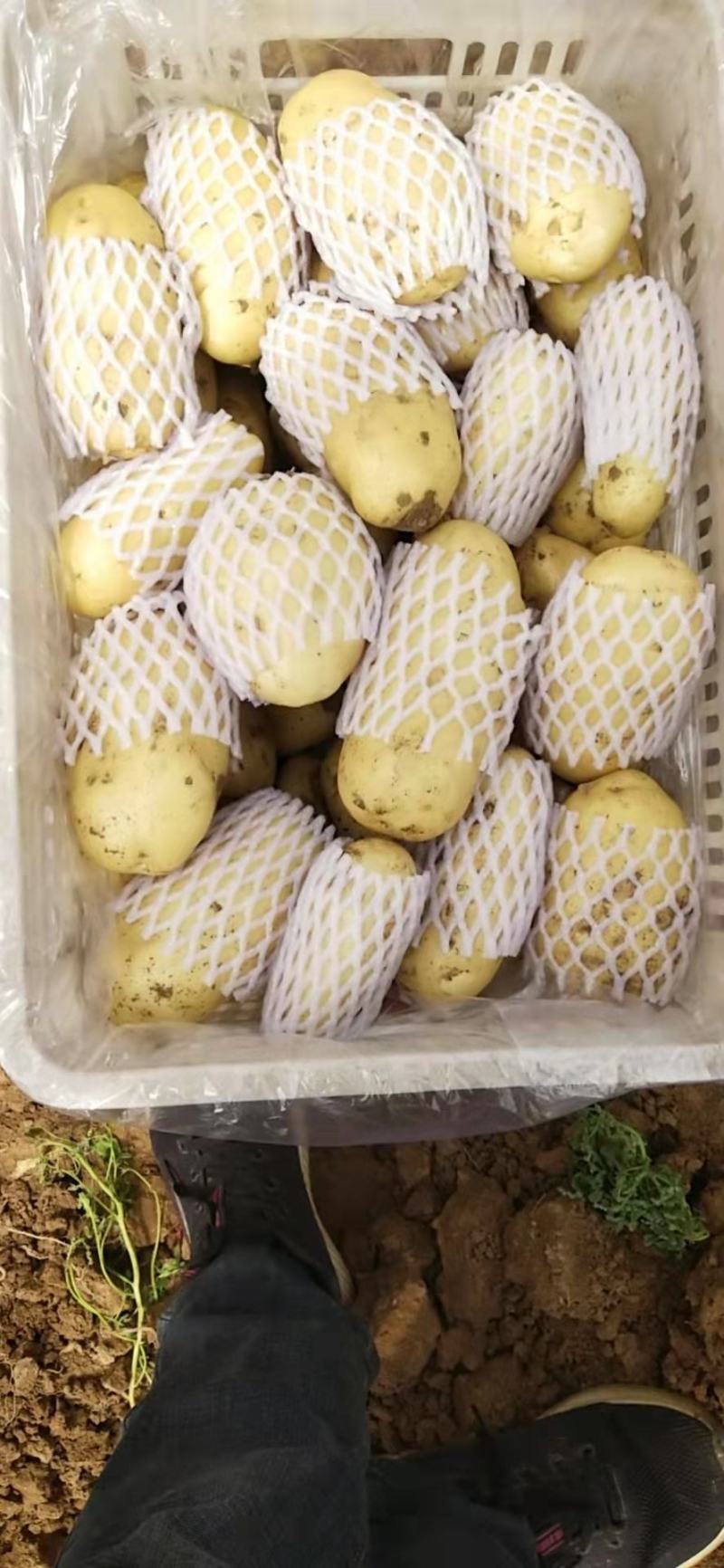 山东精品土豆荷兰十五土豆，产地直发，物美价廉，全国发货