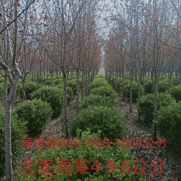 苗圃销售小叶黄杨球