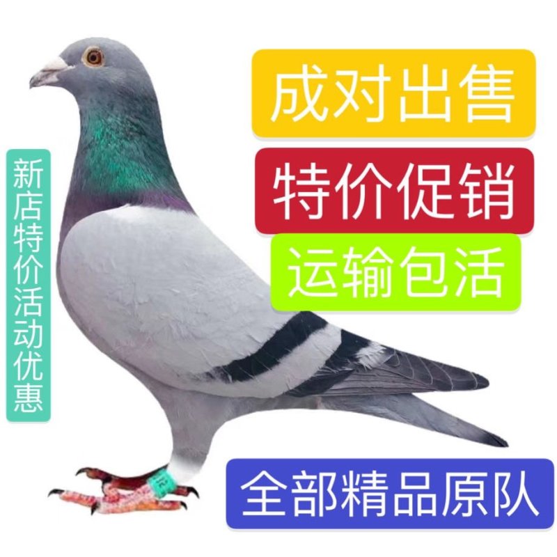 信鸽青年鸽幼鸽