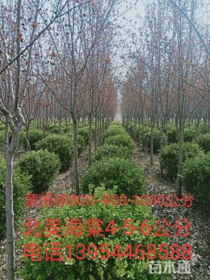 苗圃销售小叶黄杨球