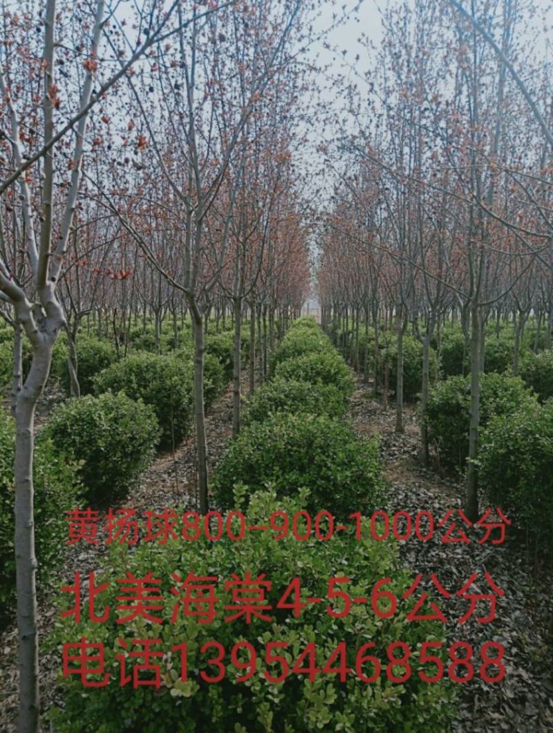 苗圃销售小叶黄杨球