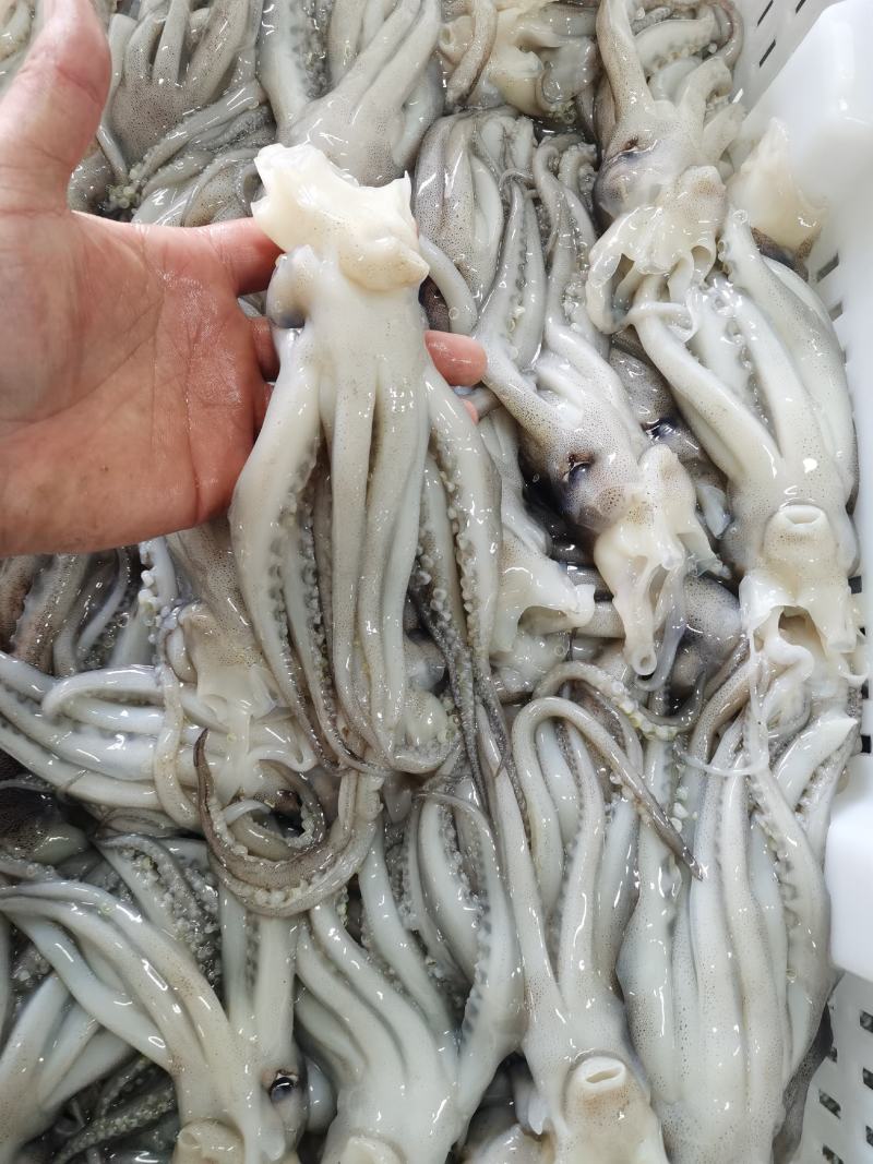 鱿鱼头，鱿鱼须，船冻原料头，原汁不泡水20斤一件