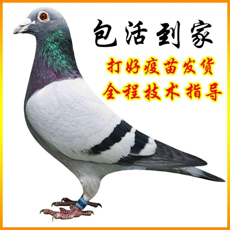 信鸽青年鸽幼鸽