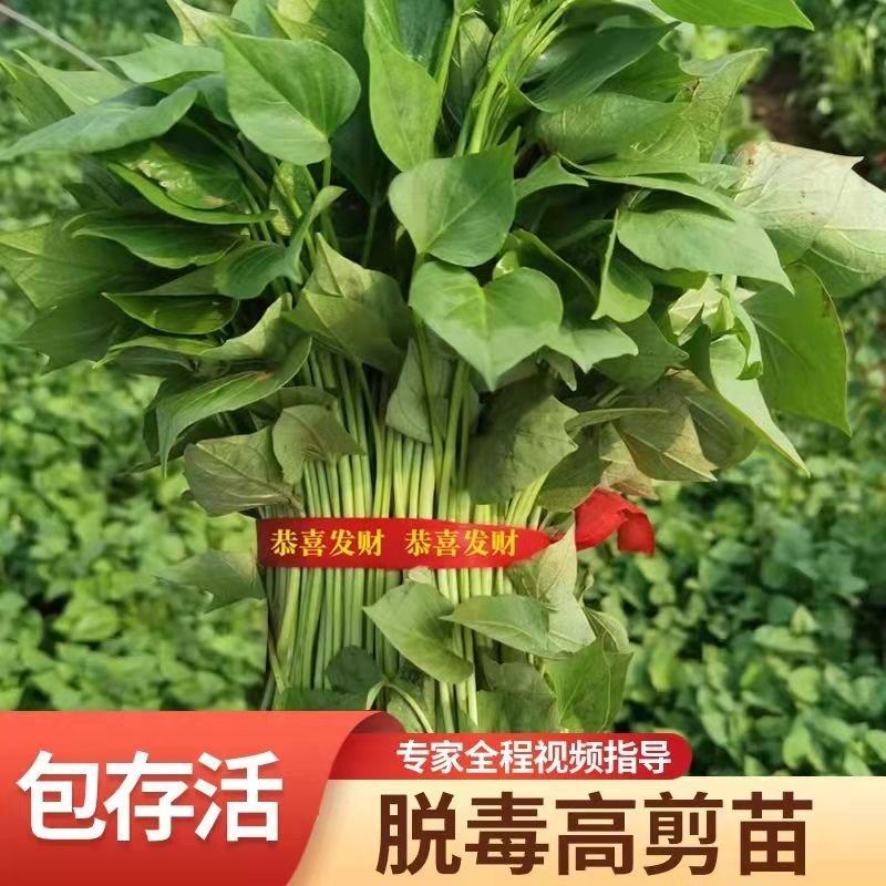 脱毒龙九红薯苗，脱毒烟薯红薯苗，韦博薯业直供