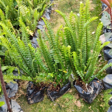 肾蕨排骨草高20到30厘米福建漳州苗木基地