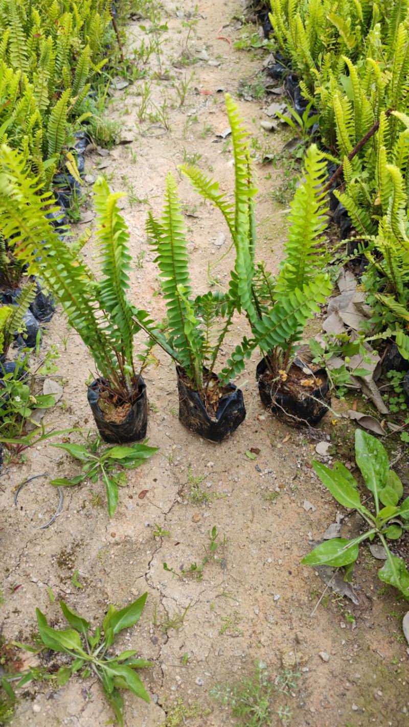 肾蕨排骨草高20到30厘米福建漳州苗木基地