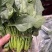 菠菜江苏南通菠菜大量上市，欢迎全国朋友前来