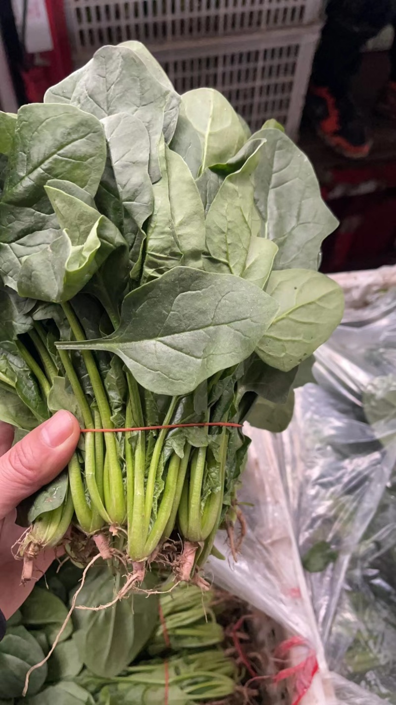 菠菜江苏南通菠菜大量上市，欢迎全国朋友前来