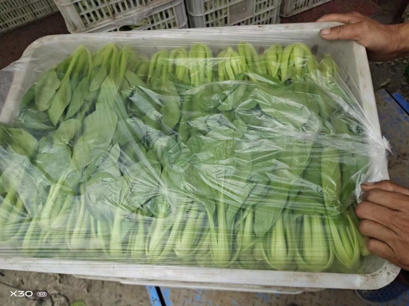 油菜产地一手货源，产地直发。江苏南通货源。可视频看货