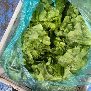 江苏南通生菜。生菜大量供应，产地直销，可视频看货