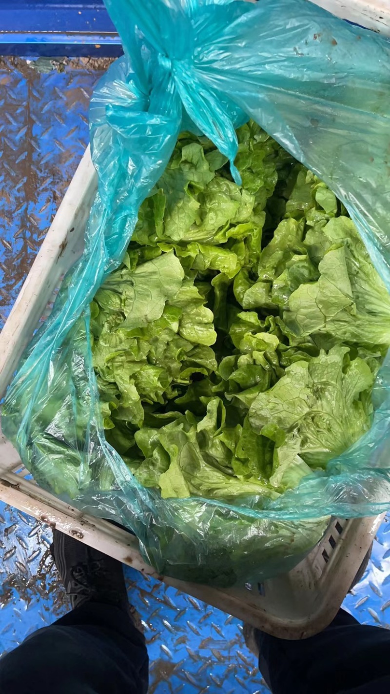 江苏南通生菜。生菜大量供应，产地直销，可视频看货