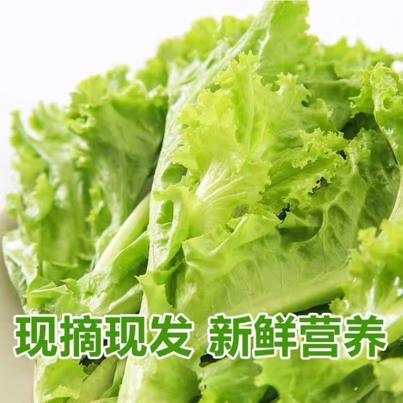 江苏南通生菜。生菜大量供应，产地直销，可视频看货