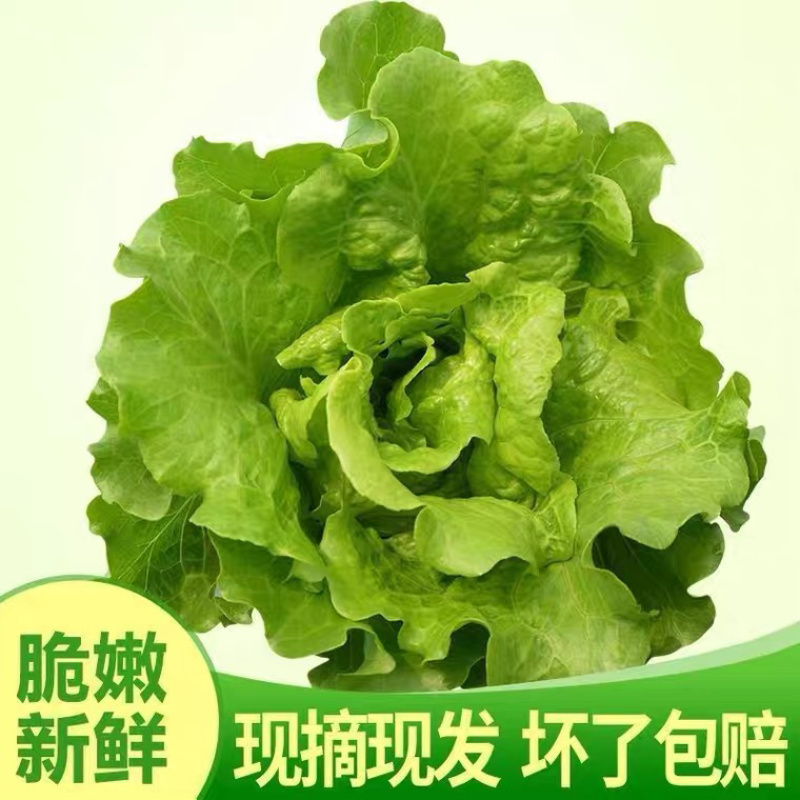 江苏南通生菜。生菜大量供应，产地直销，可视频看货