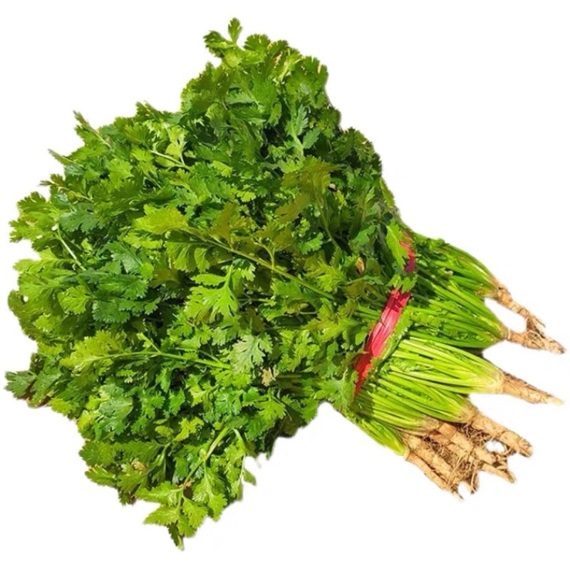 江苏南通香菜大量上市，欢迎全国采购商前来咨询。可视频看货