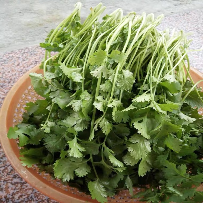 江苏南通香菜大量上市，欢迎全国采购商前来咨询。可视频看货