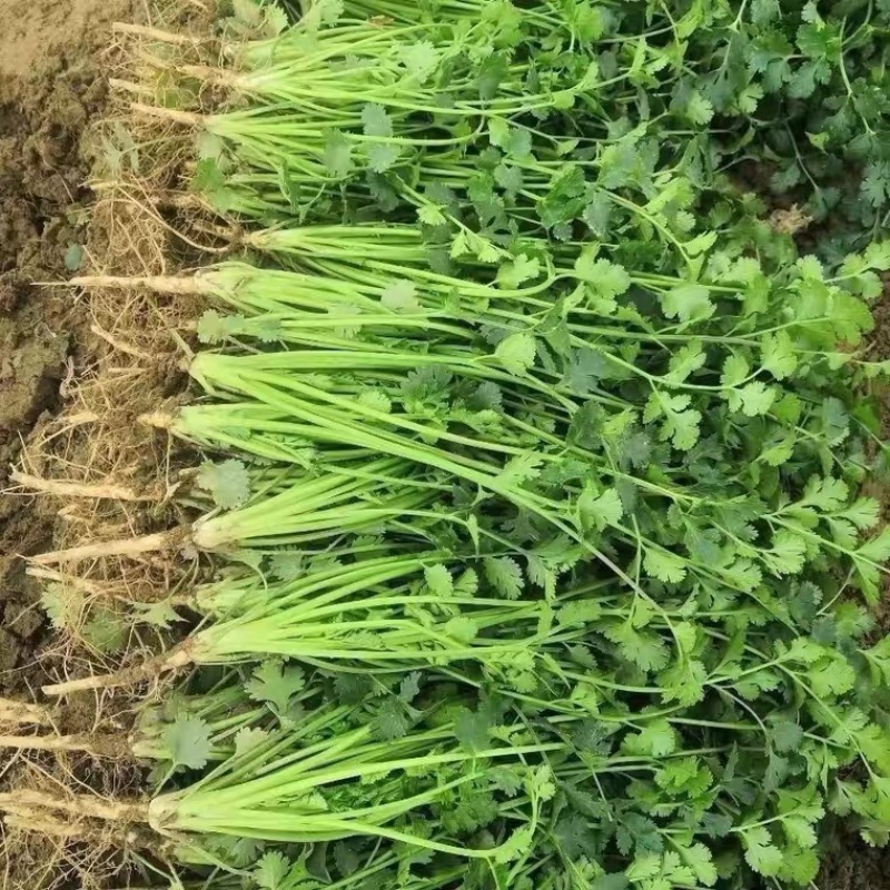 江苏南通香菜大量上市，欢迎全国采购商前来咨询。可视频看货