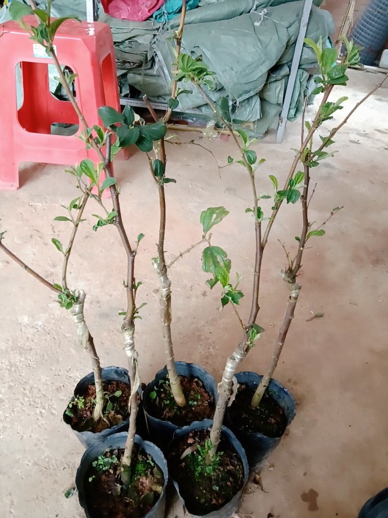 大青枣苗苹果枣苗嫁接苗挂果快果子大个脆甜好吃高产品种