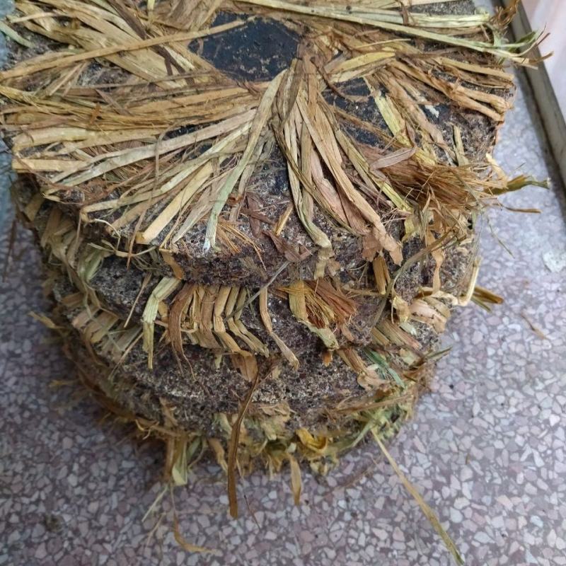 新鲜头道茶籽饼杀虫消毒洗碗洗头清塘用途广泛成本低批发价优