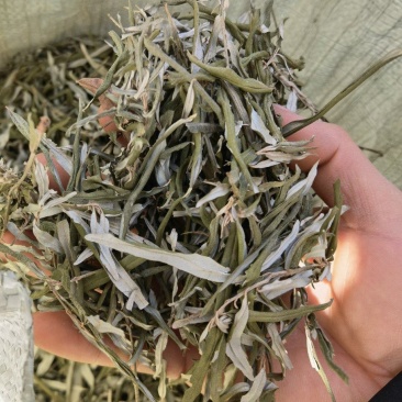 沙棘叶沙棘干叶沙棘沙棘茶沙棘叶子小果沙棘叶