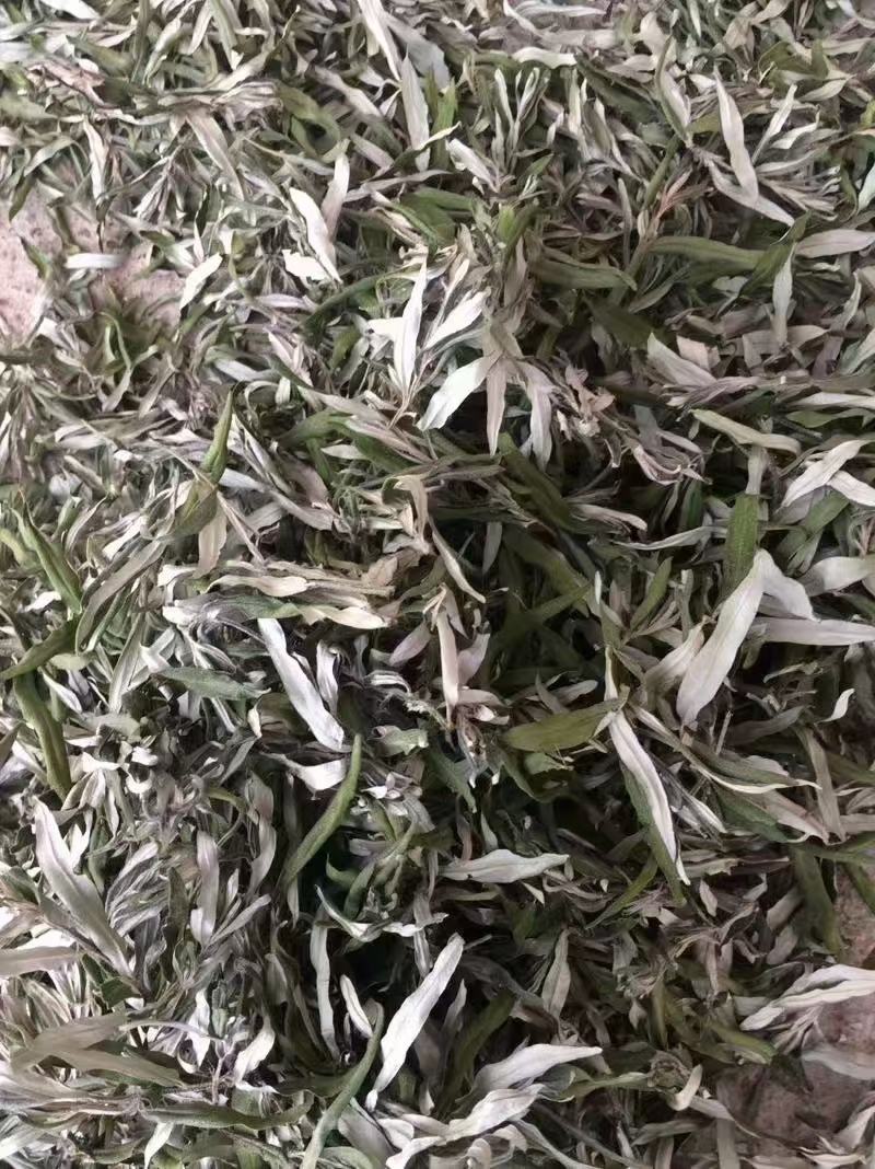 沙棘叶沙棘干叶沙棘沙棘茶沙棘叶子小果沙棘叶