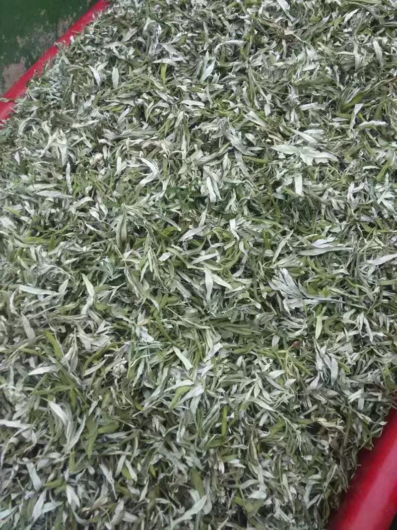 沙棘叶沙棘干叶沙棘沙棘茶沙棘叶子小果沙棘叶