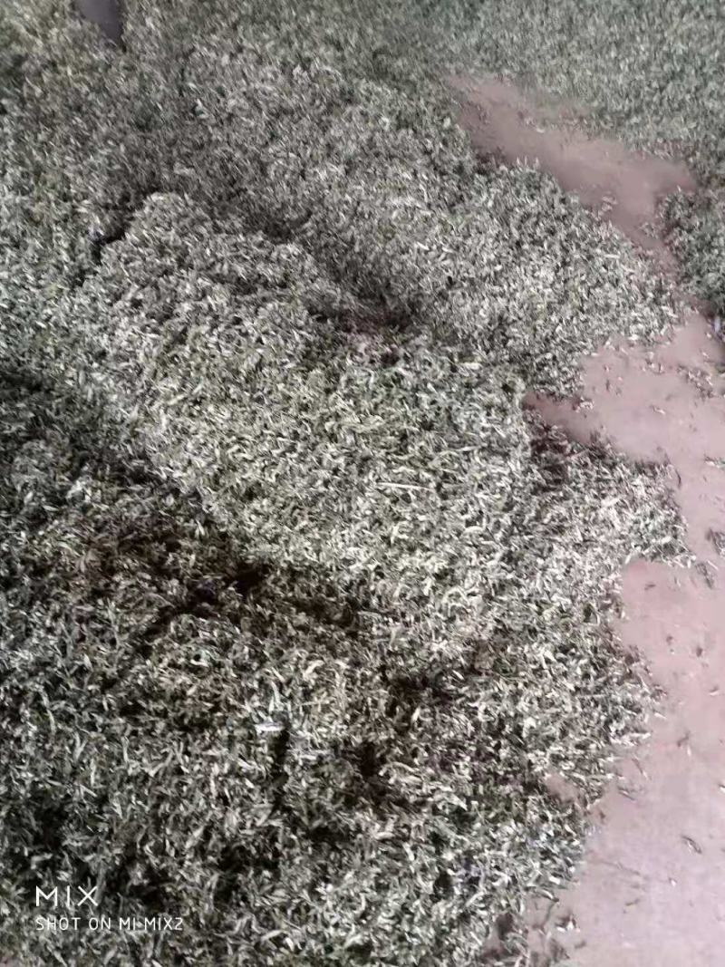 沙棘叶沙棘干叶沙棘沙棘茶沙棘叶子小果沙棘叶