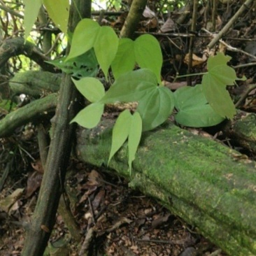大量九龙藤鲜货干货都有