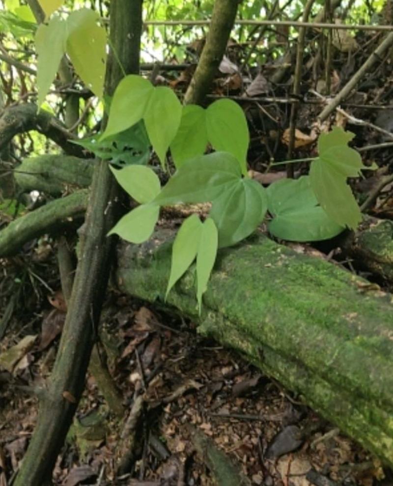 大量九龙藤鲜货干货都有
