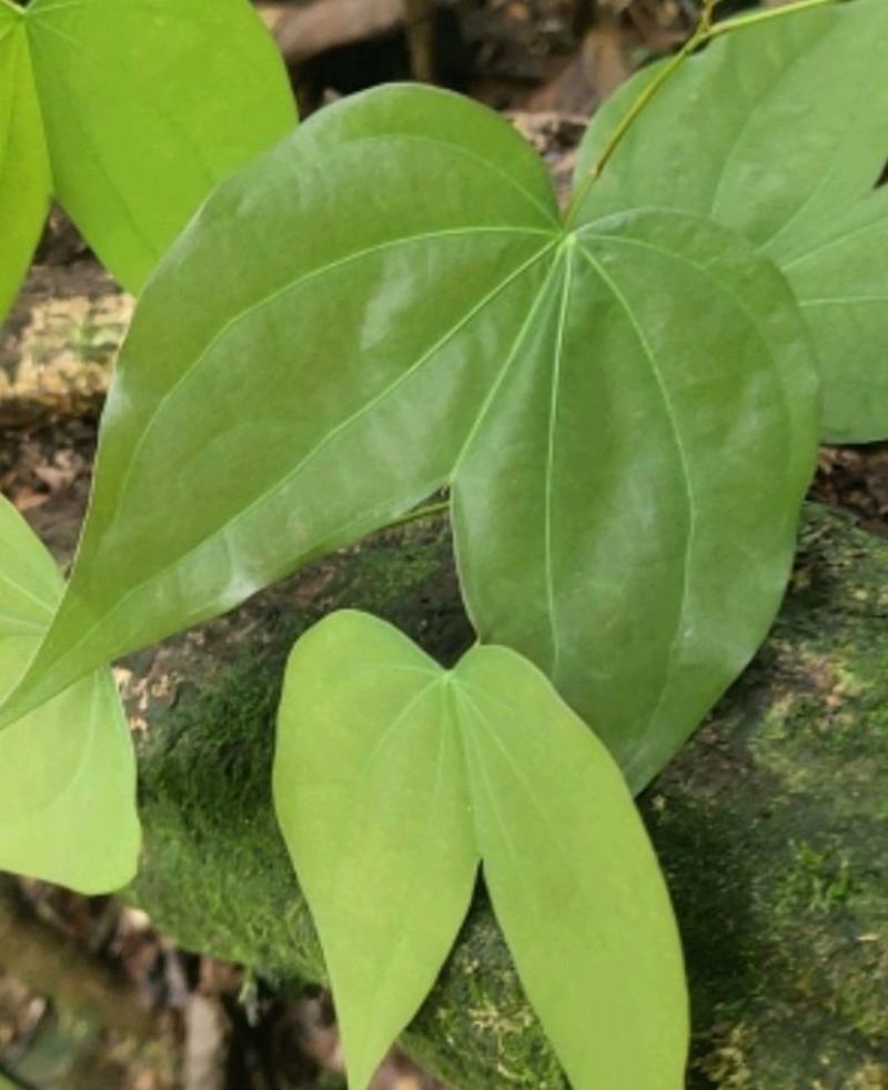 大量九龙藤鲜货干货都有