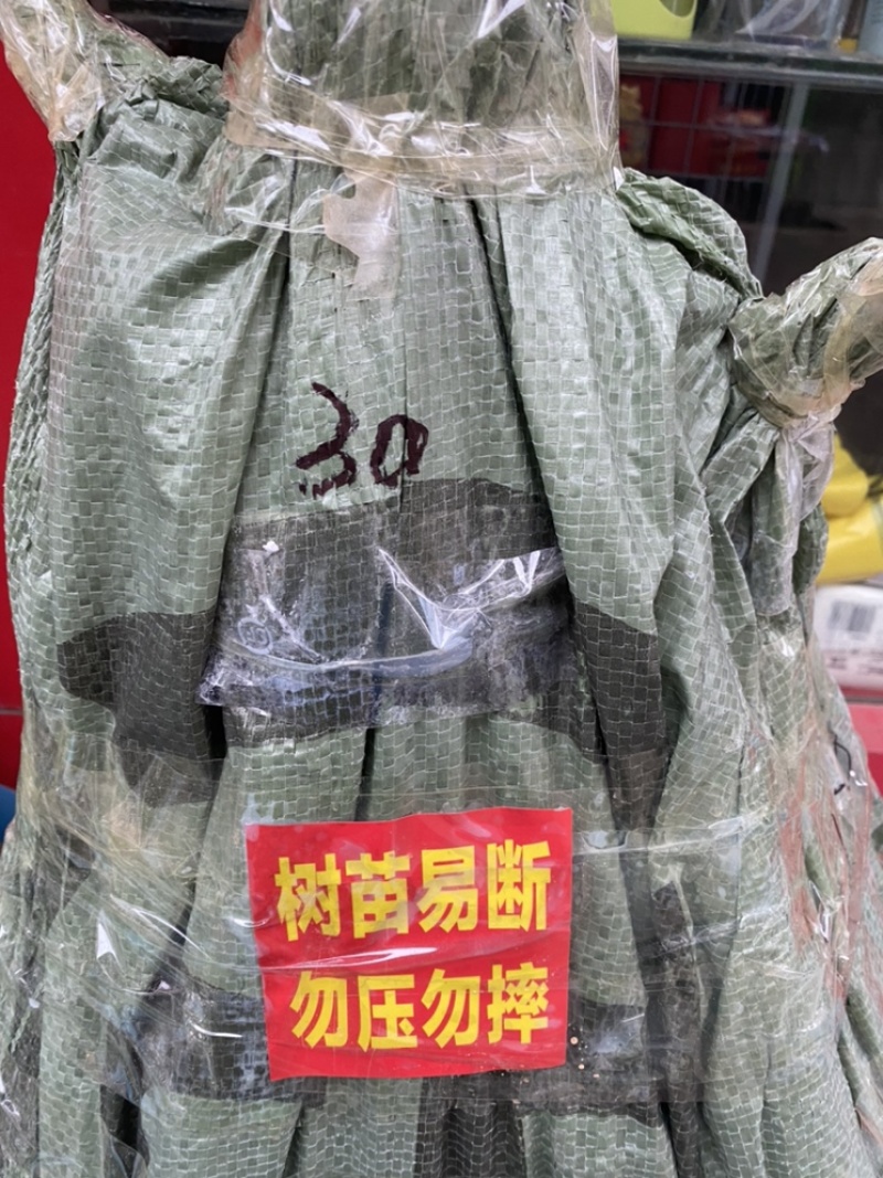 大红八角苗，嫁接苗，直生苗，结果快，矮化优良品种，三年结果