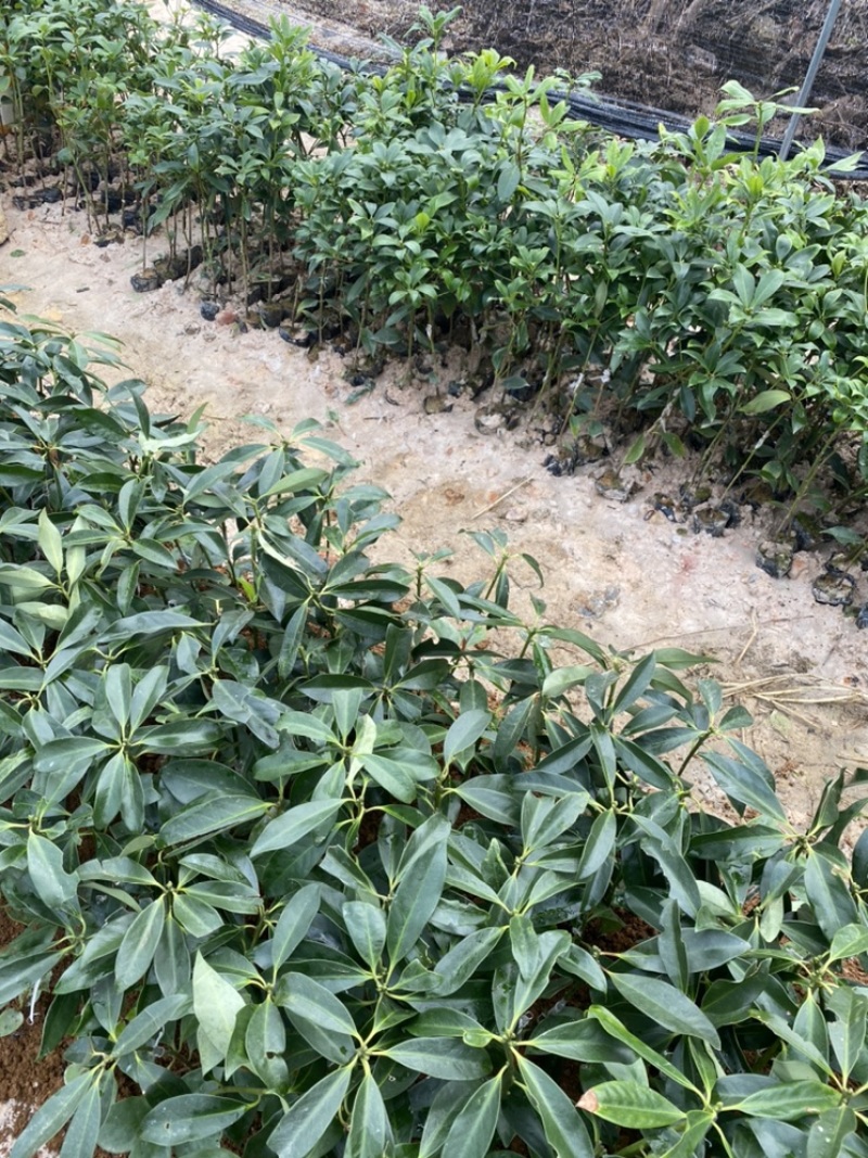大红八角苗，嫁接苗，直生苗，结果快，矮化优良品种，三年结果