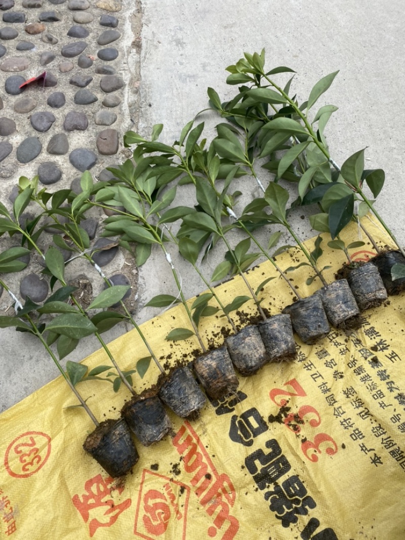 大红八角苗，嫁接苗，直生苗，结果快，矮化优良品种，三年结果