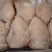 国产清真纯干白条本公司生产三黄鸡肉食鸡老鸡麻鸡