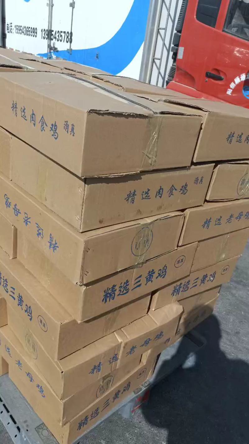 国产清真纯干白条本公司生产三黄鸡肉食鸡老鸡麻鸡