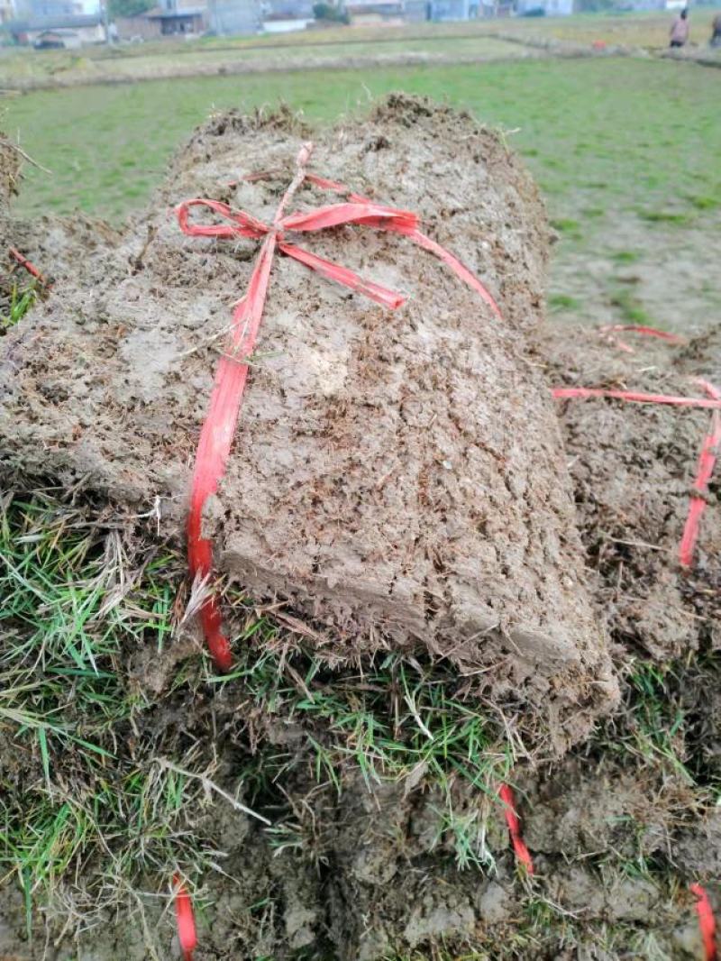 [精选]沁园春绿化草坪基地精品马尼拉草皮、草卷