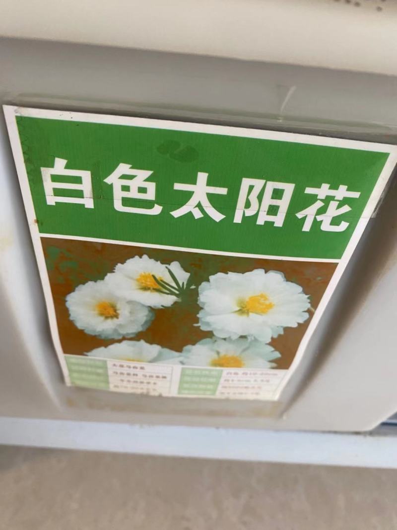 重瓣太阳花种子喜阳植物花坛绿化