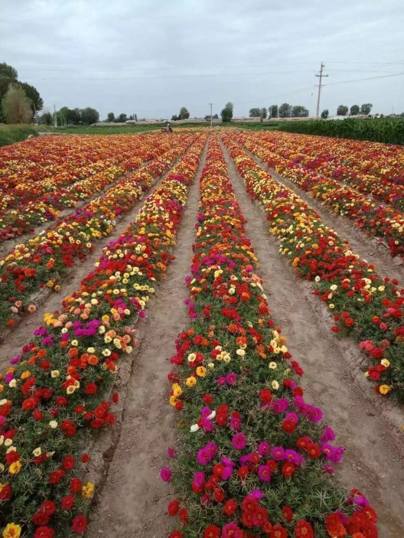重瓣太阳花种子喜阳植物花坛绿化